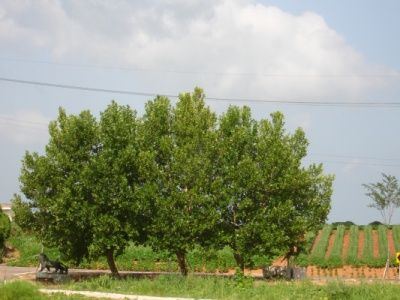 송산효도마을 2008-07-18