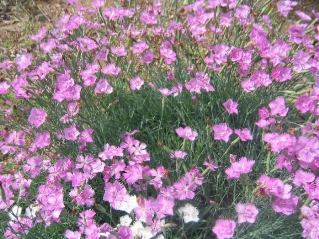 늘푸른요양원 2011-05-28