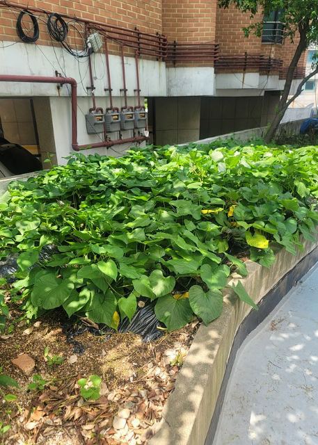 수요양원 직접 재배하는 고구마