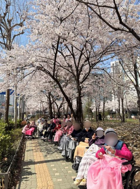 구립영등포노인케어센터 우리동네 벚꽃 한바퀴