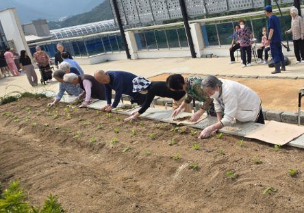 내부모요양재활센터 옥상텃밭가꾸기(배추모종 심 ...