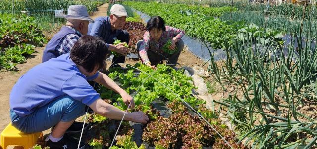 브니엘주야간보호센터 사회적응활동(상추수확)