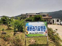 해바라기 사진